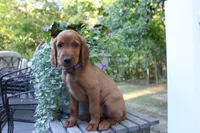 cody, a male Golden Irish for sale in Dundee, OH – 2 of 3