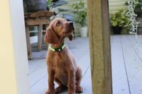 bella, a female Golden Irish for sale in Dundee, OH – 3 of 4