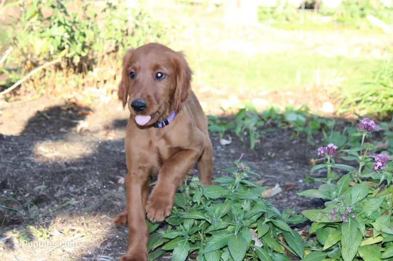 cody – Golden Irish puppy for sale in Dundee, OH