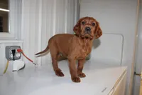 burke, a male Golden Irish for sale in Dundee, OH – Photo 1 of 3