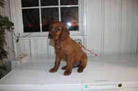 burke, a male Golden Irish for sale in Dundee, OH – Photo 3 of 3