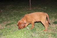 brandi, a female Golden Irish for sale in Dundee, OH – Photo 4 of 6