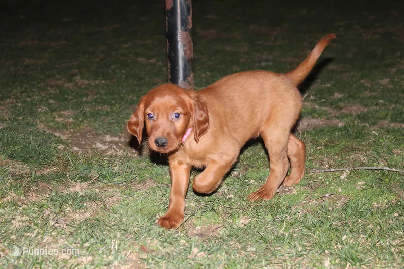 brandi – Golden Irish puppy for sale in Dundee, OH
