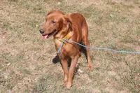 brandi, a female Golden Irish for sale in Dundee, OH – Photo 6 of 6