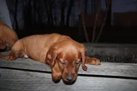 brandi, a female Golden Irish for sale in Dundee, OH – Photo 3 of 6