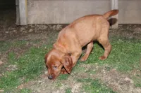 brandi, a female Golden Irish for sale in Dundee, OH – Photo 1 of 6