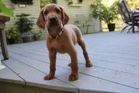 barry, a male Golden Irish for sale in Dundee, OH – 2 of 4