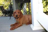 blake, a male Golden Irish for sale in Dundee, OH – 2 of 4