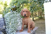 cooper, a male Golden Irish for sale in Dundee, OH – 2 of 4