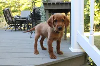 barry, a male Golden Irish for sale in Dundee, OH – 3 of 4