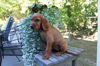 brianna, a female Golden Irish for sale in Dundee, OH – 4 of 4