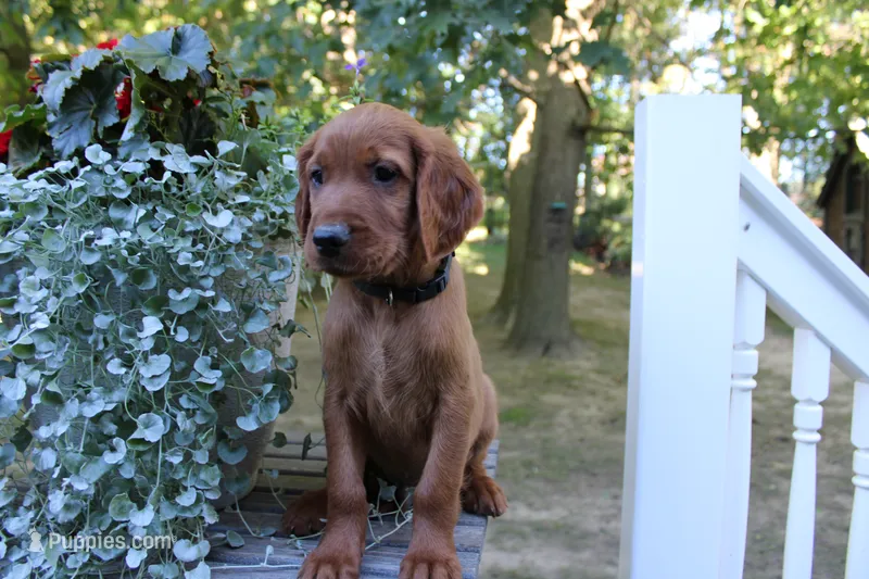 blake – Golden Irish puppy for sale in Dundee, OH
