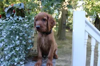 blake, a male Golden Irish for sale in Dundee, OH – 1 of 4