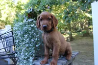 blake, a male Golden Irish for sale in Dundee, OH – 4 of 4