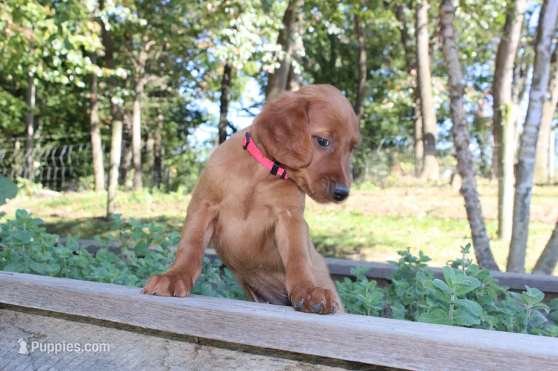 bonnie – Golden Irish puppy for sale in Dundee, OH