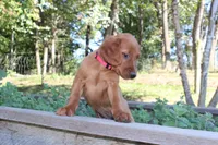 bonnie, a female Golden Irish for sale in Dundee, OH – 1 of 4