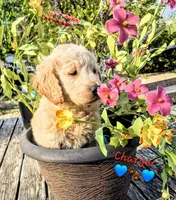Charger , a male Goldendoodle for sale in Anderson, IN – Photo 1 of 4
