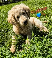 Charger , a male Goldendoodle for sale in Anderson, IN – Photo 4 of 5