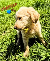 Charger , a male Goldendoodle for sale in Anderson, IN – Photo 5 of 5