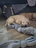 Charger , a male Goldendoodle for sale in Anderson, IN – Photo 4 of 4