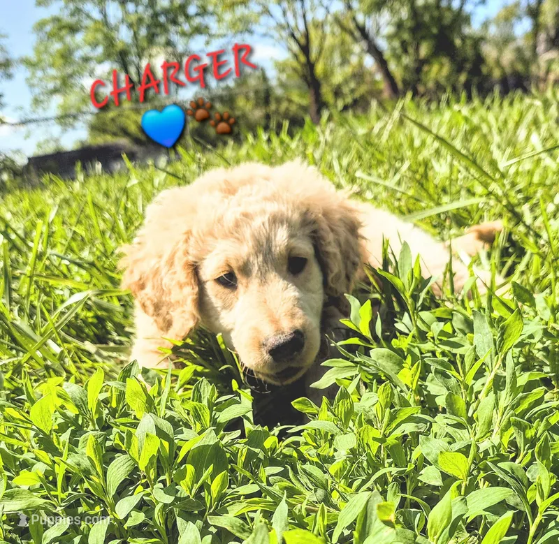 Charger  – Goldendoodle puppy for sale in Anderson, IN
