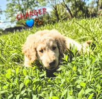 Charger , a male Goldendoodle for sale in Anderson, IN – Photo 1 of 5