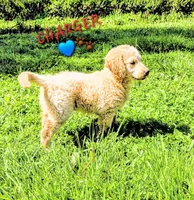Charger , a male Goldendoodle for sale in Anderson, IN – Photo 2 of 5