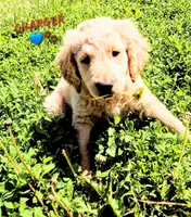 Charger , a male Goldendoodle for sale in Anderson, IN – Photo 3 of 5