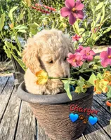 Charger , a male Goldendoodle for sale in Anderson, IN – Photo 2 of 4