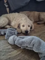 Charger , a male Goldendoodle for sale in Anderson, IN – Photo 3 of 4