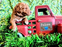 Falcon, a male Goldendoodle for sale in Anderson, IN – Photo 1 of 2
