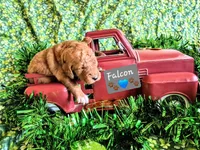 Falcon, a male Goldendoodle for sale in Anderson, IN – Photo 2 of 2