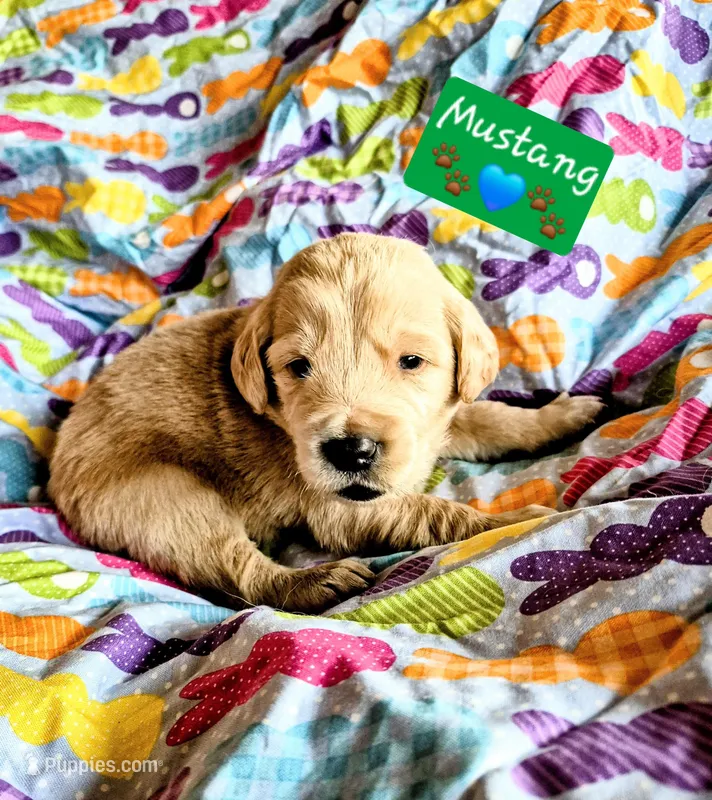 Mustang – Goldendoodle puppy for sale in Anderson, IN