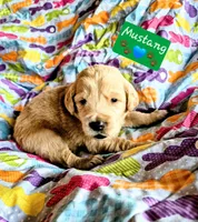 Mustang, a male Goldendoodle for sale in Anderson, IN – Photo 3 of 6