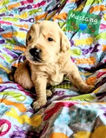Mustang, a male Goldendoodle for sale in Anderson, IN – Photo 4 of 6