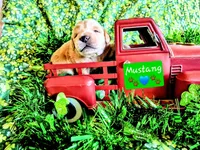 Mustang, a male Goldendoodle for sale in Anderson, IN – Photo 2 of 2