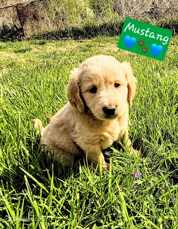 Mustang – Goldendoodle puppy for sale in Anderson, IN