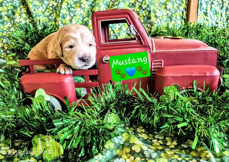 Mustang – Goldendoodle puppy for sale in Anderson, IN