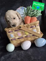 Mustang, a male Goldendoodle for sale in Anderson, IN – Photo 2 of 6