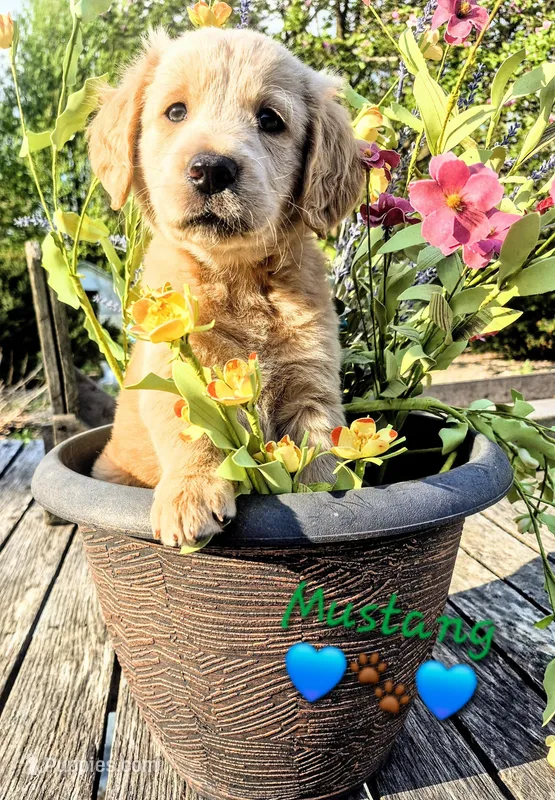 Mustang – Goldendoodle puppy for sale in Anderson, IN