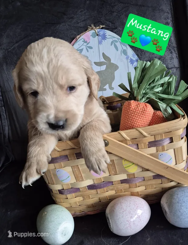 Mustang – Goldendoodle puppy for sale in Anderson, IN