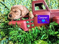 Cooper, a male Goldendoodle for sale in Anderson, IN – Photo 1 of 2