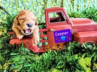 Cooper, a male Goldendoodle for sale in Anderson, IN – Photo 2 of 2