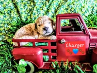 Charger , a male Goldendoodle for sale in Anderson, IN – Photo 2 of 2