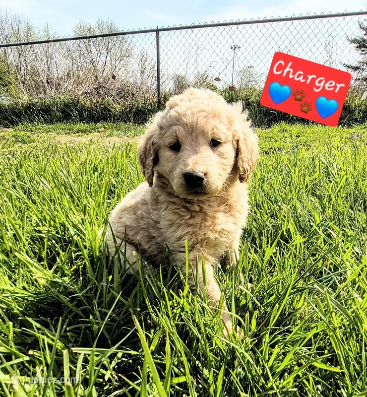 Charger  – Goldendoodle puppy for sale in Anderson, IN