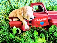 Charger , a male Goldendoodle for sale in Anderson, IN – Photo 1 of 2