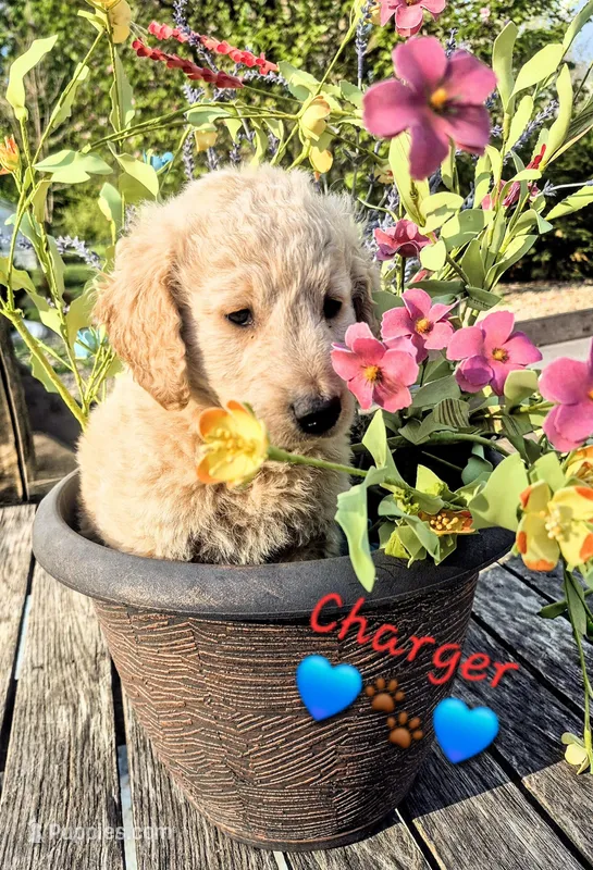 Charger  – Goldendoodle puppy for sale in Anderson, IN