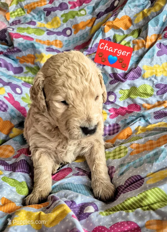 Charger  – Goldendoodle puppy for sale in Anderson, IN