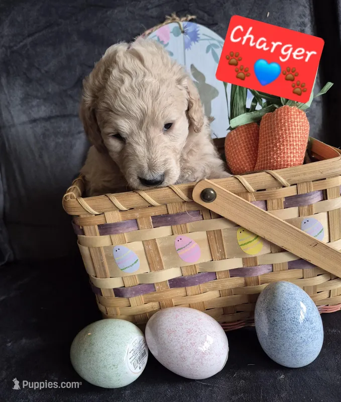 Charger  – Goldendoodle puppy for sale in Anderson, IN