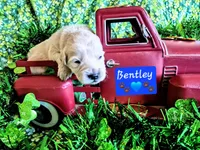 Bentley , a male Goldendoodle for sale in Anderson, IN – Photo 2 of 2